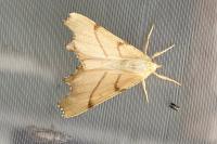 Ennomos erosaria