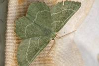 Thalera fimbrialis