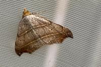 Laspeyria flexula
