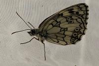 Melanargia galathea