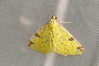 Opisthograptis luteolata