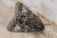 Acronicta megacephala