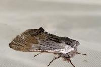 Harpyia milhauseri