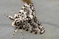Lymantria monacha