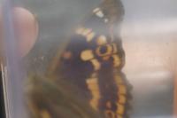 Apatura ilia