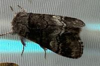 Drymonia querna