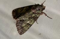 Polyphaenis sericata