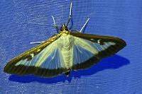 Cydalima perspectalis