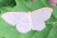 Idaea deversaria