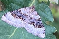 Epirrhoe galiata