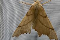 Ennomos erosaria