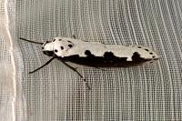 Ethmia bipunctella