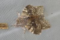 Stauropus fagi