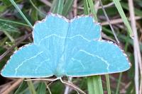 Thalera fimbrialis