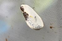 Cilix glaucata
