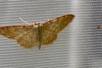 Idaea humiliata