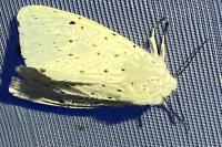 Spilosoma lubricipeda
