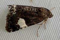 Tyta luctuosa