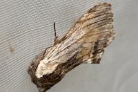 Harpyia milhauseri