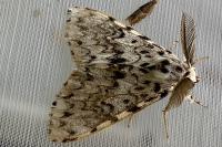 Lymantria monacha
