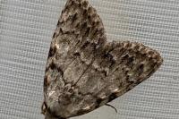 Meganola strigula