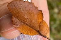 Gastropacha quercifolia