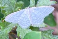 Idaea subsericeata