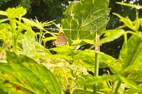 Lycaena phlaeas
