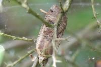 Noctua pronuba