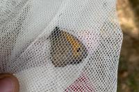 Maniola jurtina