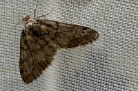 Tephronia sepiaria