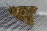 Eremobia ochroleuca