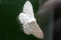 Idaea seriata