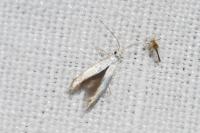 Coleophora ibipennella