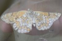 Melitaea phoebe