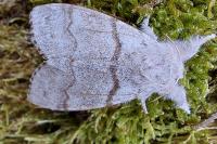 Calliteara pudibunda