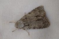 Acronicta psi/tridens