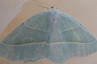 Campaea margaritaria