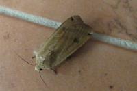 Noctua pronuba