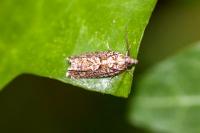 Zeiraphera isertana