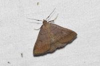 Zanclognatha lunalis