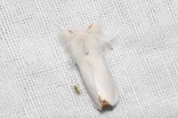 Euproctis chrysorrhoea