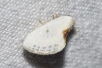 Cilix glaucata/hispanica