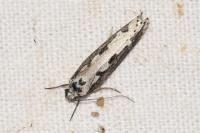 Ethmia bipunctella