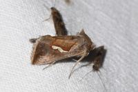 Macdunnoughia confusa