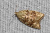 Aleimma loeflingiana