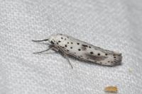 Yponomeuta irrorella