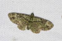 Pasiphila rectangulata