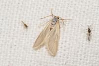 Acentria ephemerella