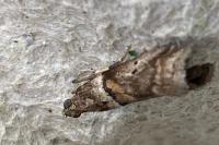Acrobasis consociella